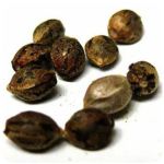 Семена марихуаны АК-47  (Seeds AK-47) в Аскае